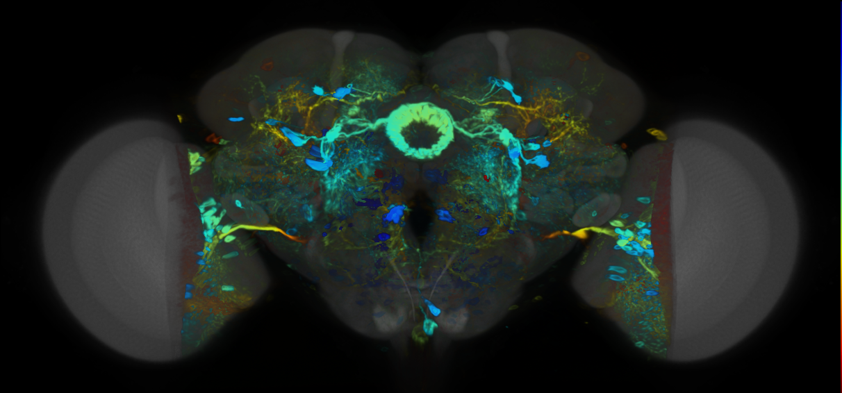 P{VT050163-GAL4} expression pattern