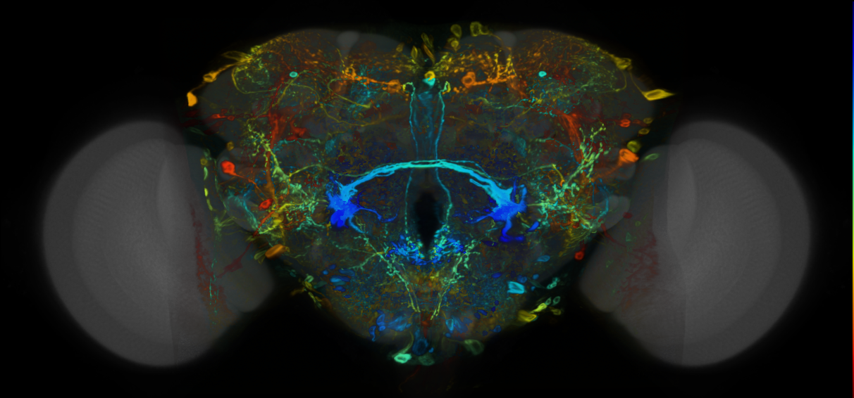 P{VT050192-GAL4} expression pattern