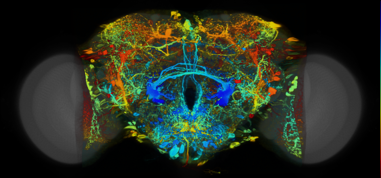 P{VT050192-GAL4} expression pattern