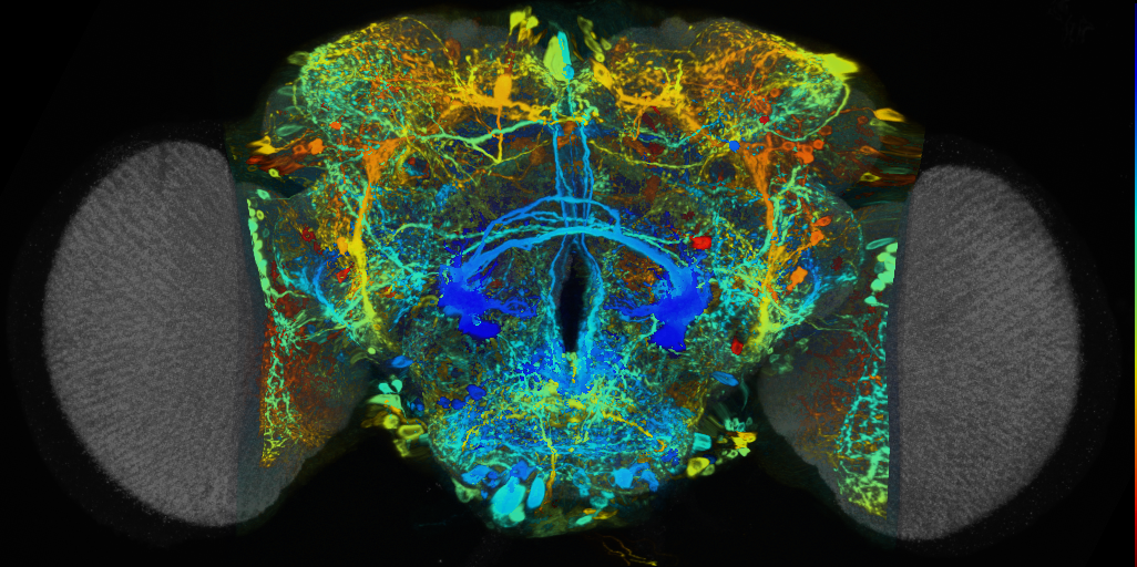 P{VT050192-GAL4} expression pattern