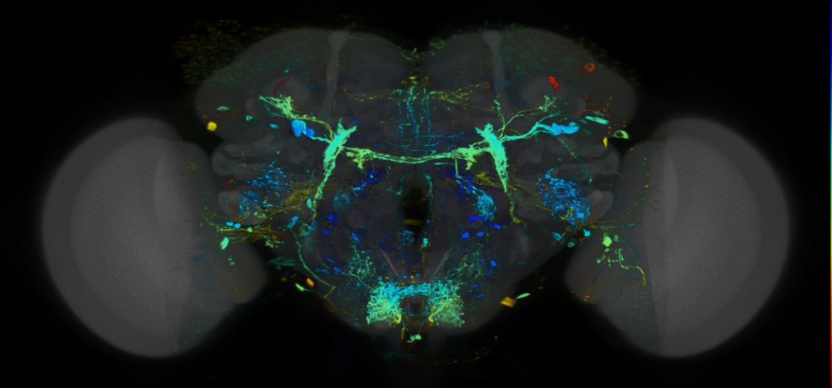 P{VT050218-GAL4} expression pattern