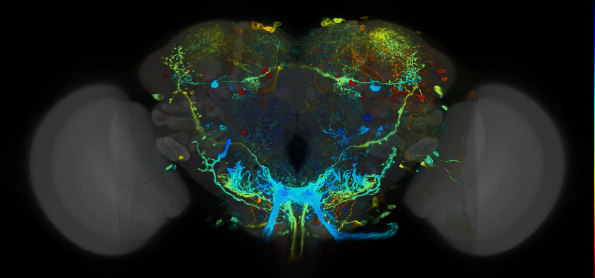 P{VT050229-GAL4} expression pattern