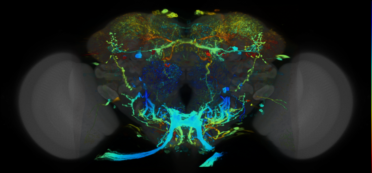 P{VT050229-GAL4} expression pattern