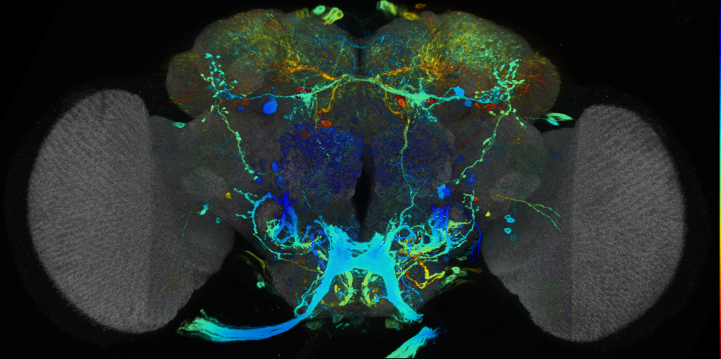 P{VT050229-GAL4} expression pattern