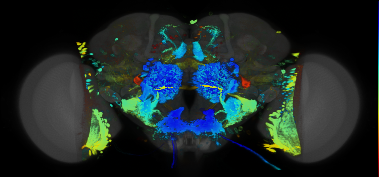 P{VT050240-GAL4} expression pattern