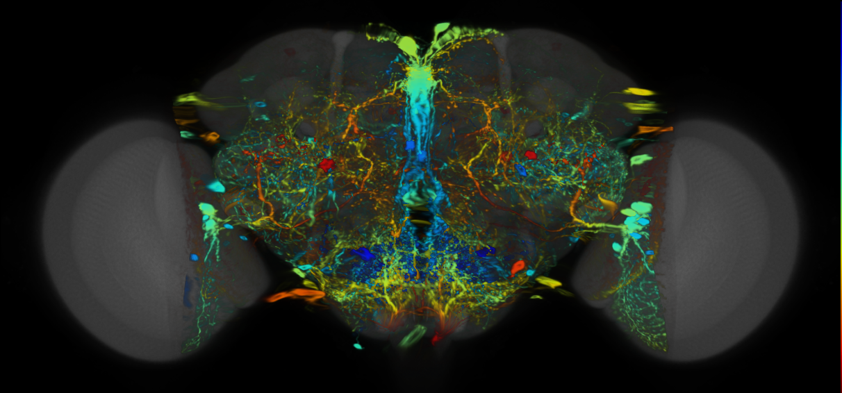 P{VT050275-GAL4} expression pattern