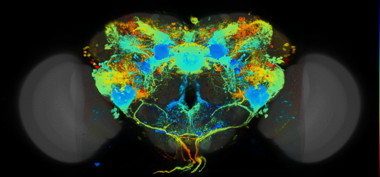 P{VT050379-GAL4} expression pattern