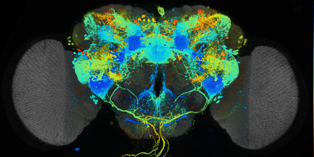 P{VT050379-GAL4} expression pattern