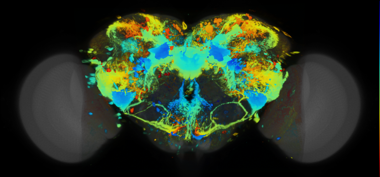P{VT050379-GAL4} expression pattern