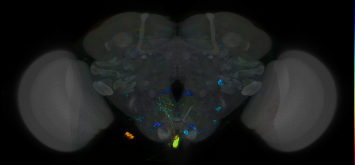 P{VT050611-GAL4} expression pattern