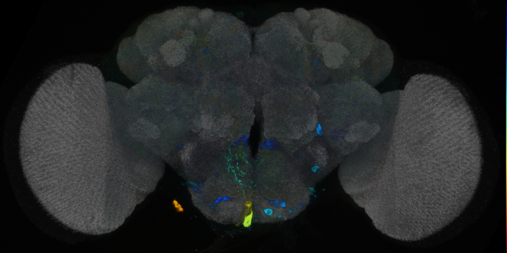 P{VT050611-GAL4} expression pattern