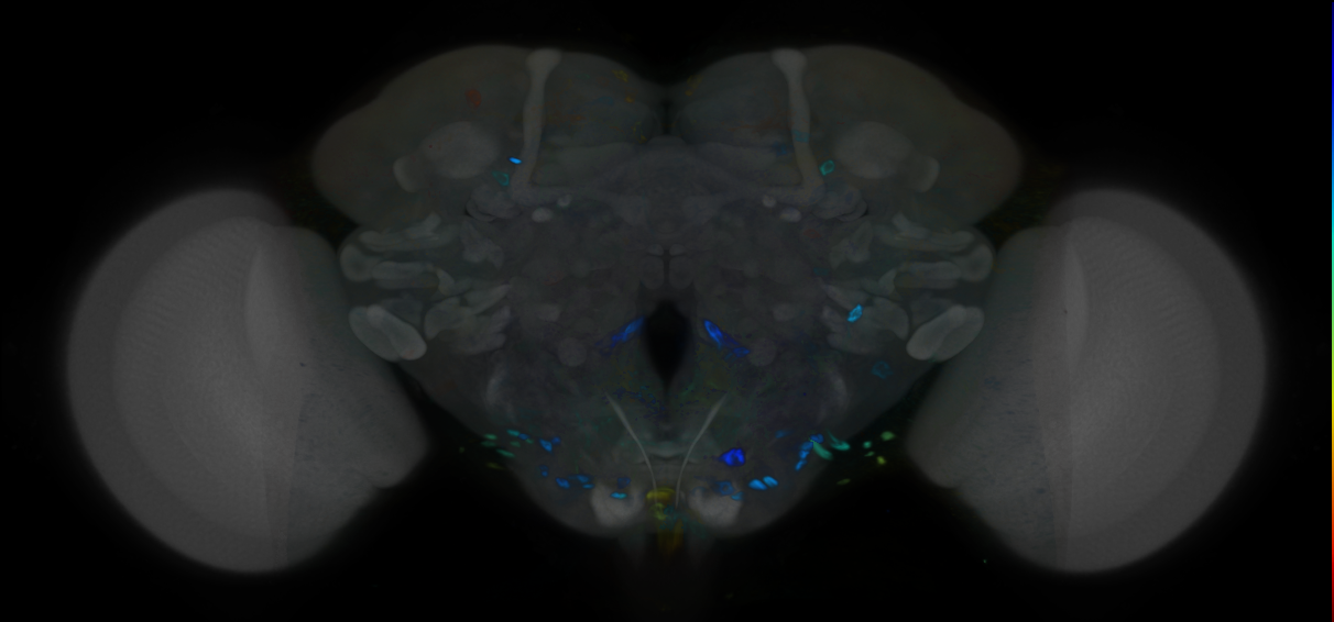 P{VT050611-GAL4} expression pattern
