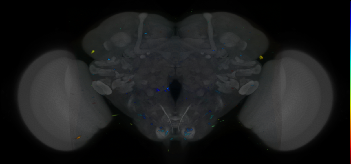 P{VT050620-GAL4} expression pattern
