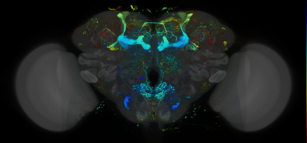 P{VT050658-GAL4} expression pattern