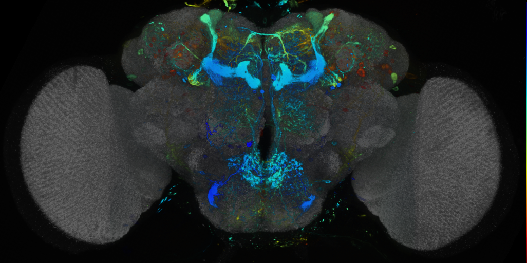 P{VT050658-GAL4} expression pattern