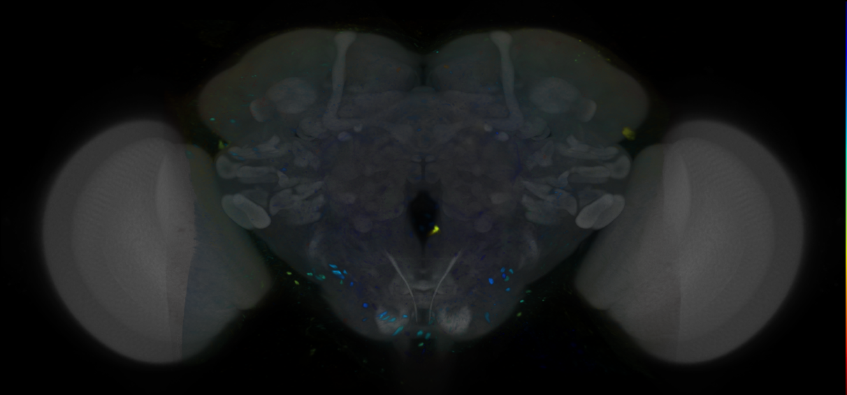 P{VT051721-GAL4} expression pattern