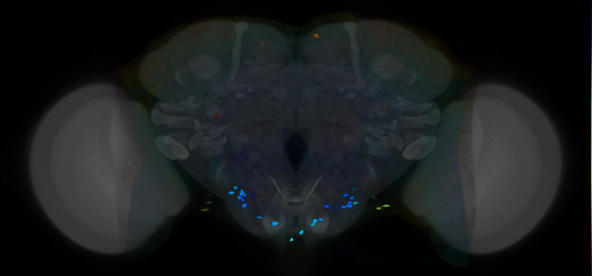 P{VT051721-GAL4} expression pattern