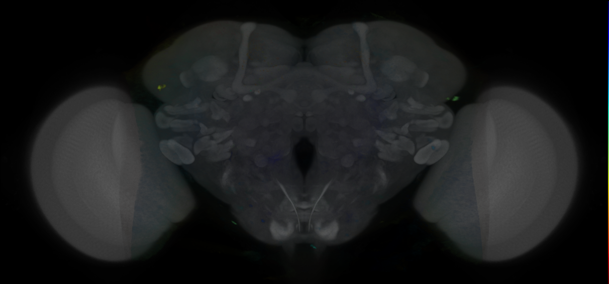P{VT051724-GAL4} expression pattern