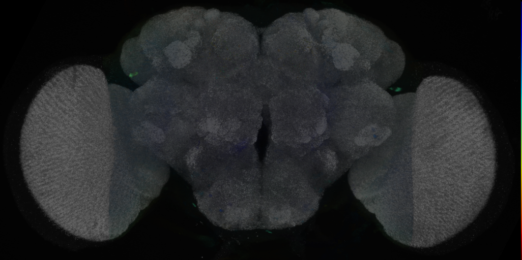 P{VT051724-GAL4} expression pattern