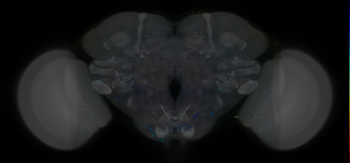 P{VT051754-GAL4} expression pattern