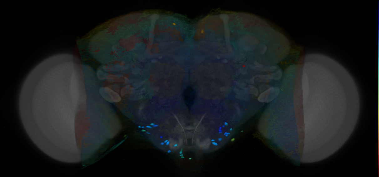 P{VT054800-GAL4} expression pattern