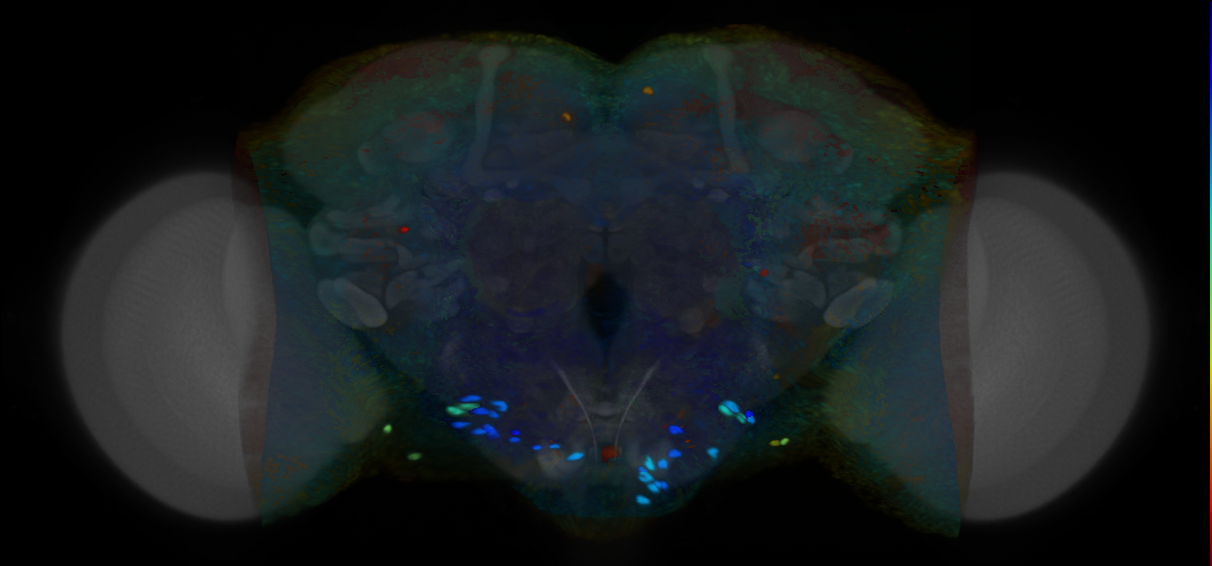 P{VT054800-GAL4} expression pattern