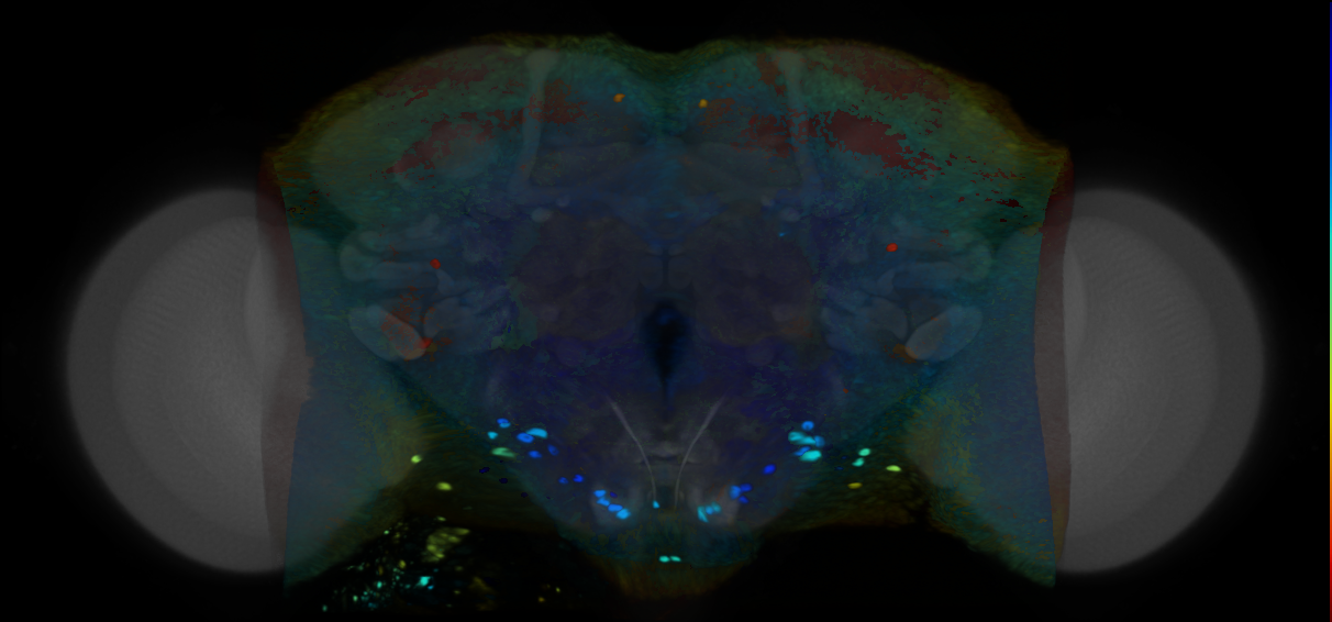 P{VT054800-GAL4} expression pattern