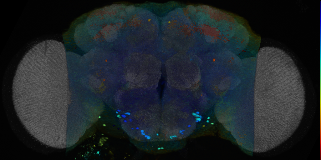 P{VT054800-GAL4} expression pattern
