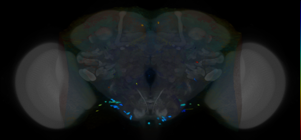 P{VT054826-GAL4} expression pattern