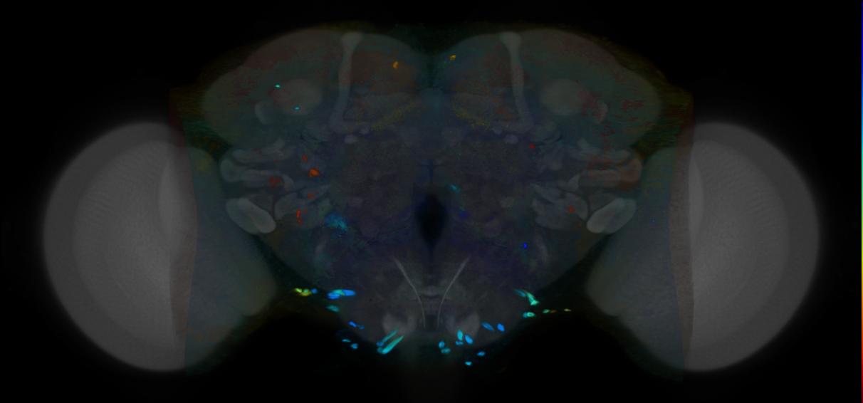 P{VT054826-GAL4} expression pattern