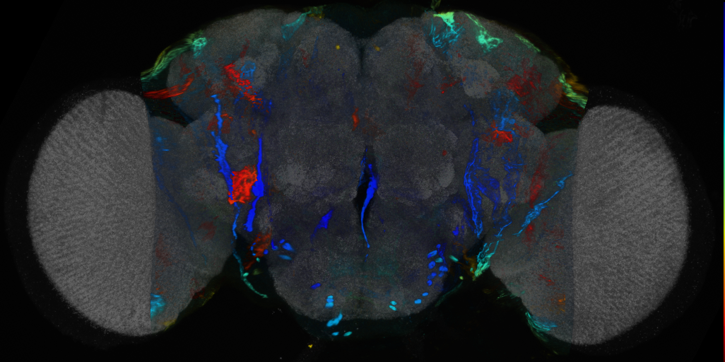 P{VT054835-GAL4} expression pattern