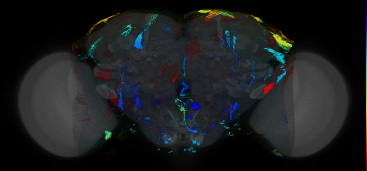 P{VT054835-GAL4} expression pattern