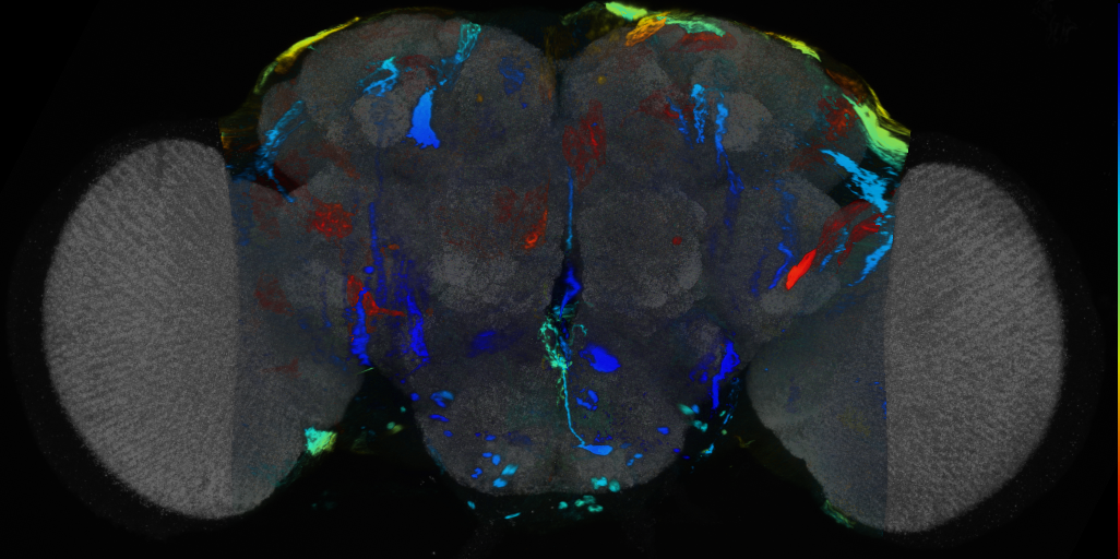 P{VT054835-GAL4} expression pattern