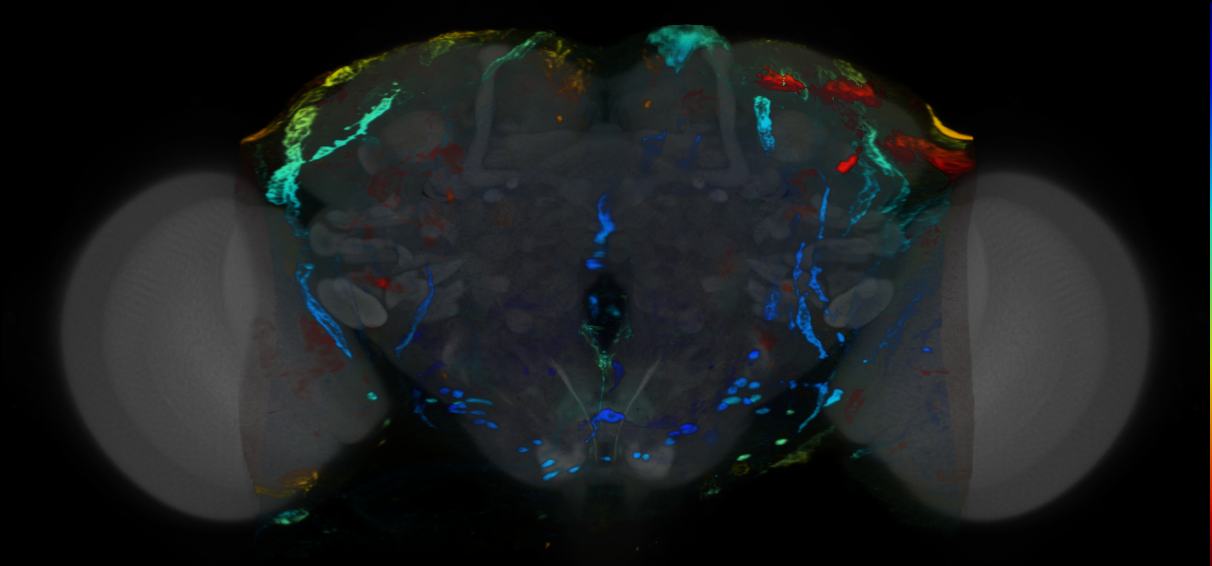 P{VT054835-GAL4} expression pattern