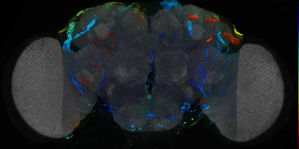 P{VT054835-GAL4} expression pattern