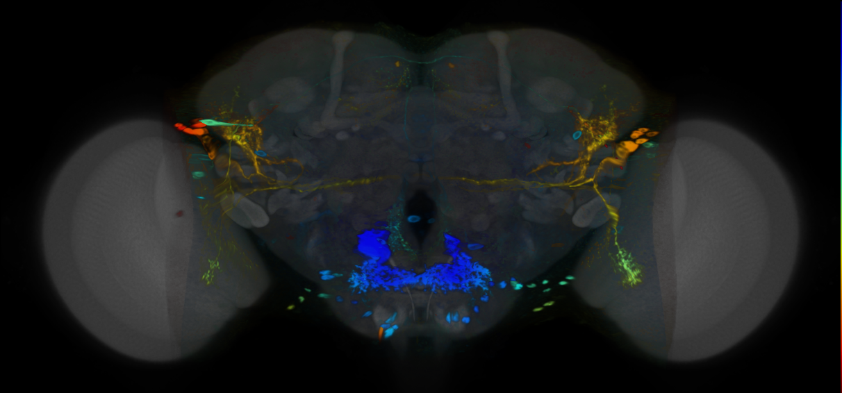 P{VT054841-GAL4} expression pattern