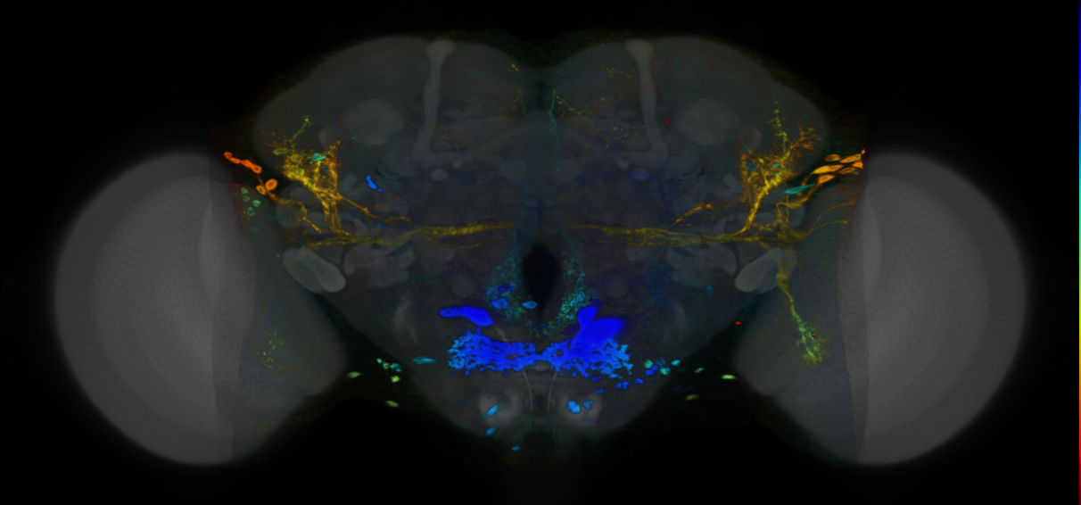 P{VT054841-GAL4} expression pattern