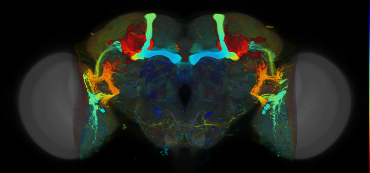 P{VT054844-GAL4} expression pattern