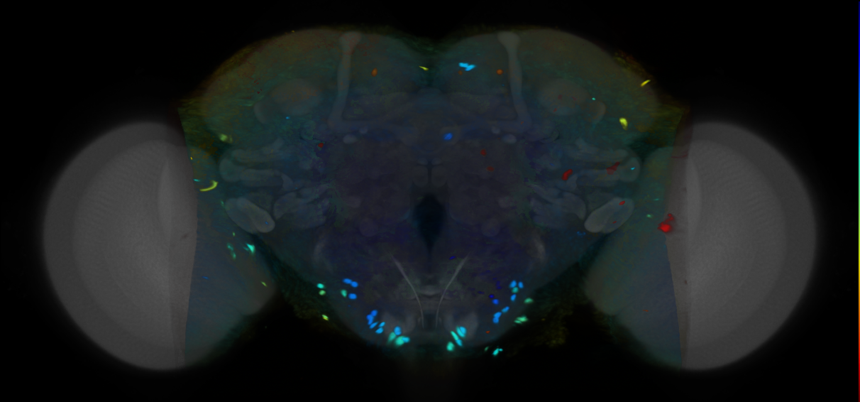 P{VT054875-GAL4} expression pattern