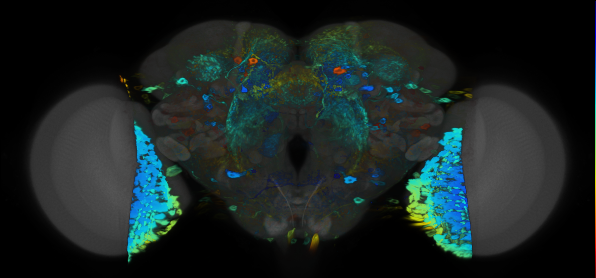 P{VT055391-GAL4} expression pattern