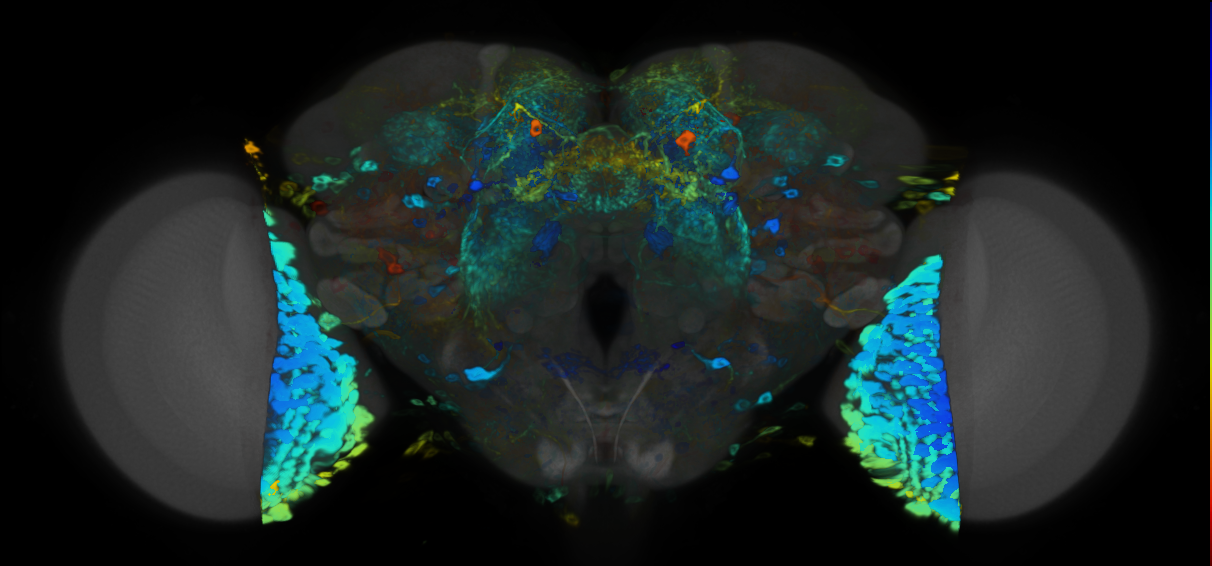 P{VT055391-GAL4} expression pattern