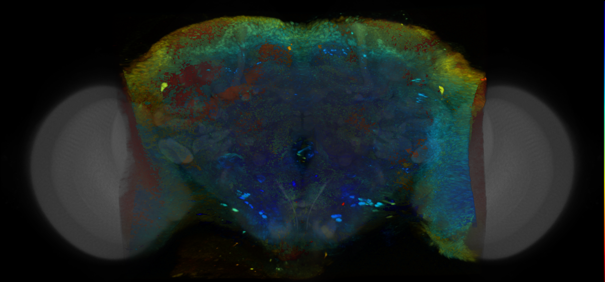P{VT055413-GAL4} expression pattern