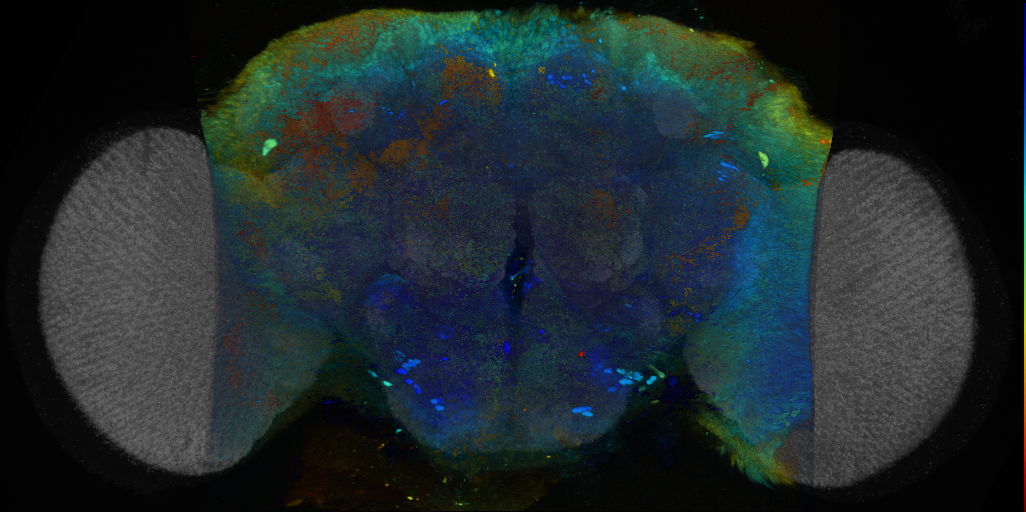 P{VT055413-GAL4} expression pattern