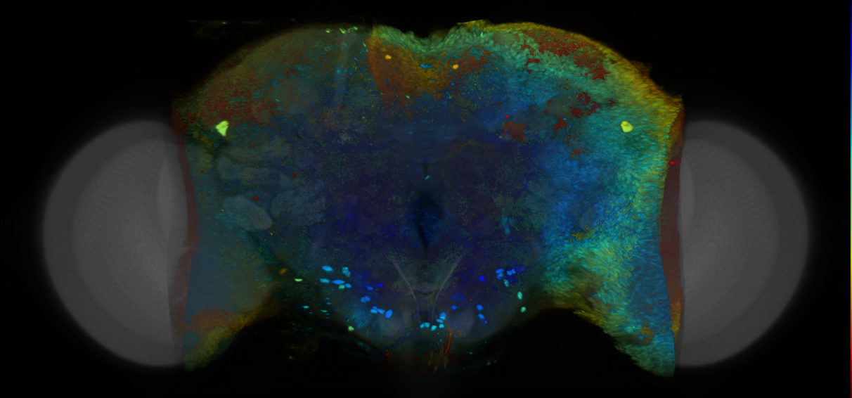 P{VT055413-GAL4} expression pattern
