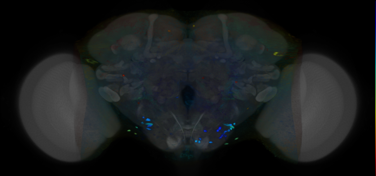 P{VT055420-GAL4} expression pattern