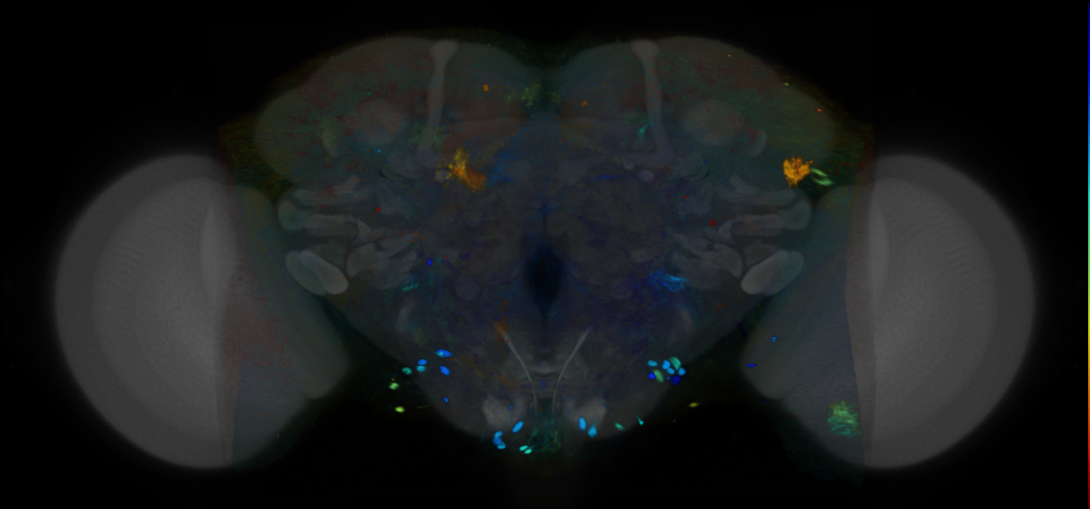 P{VT055424-GAL4} expression pattern