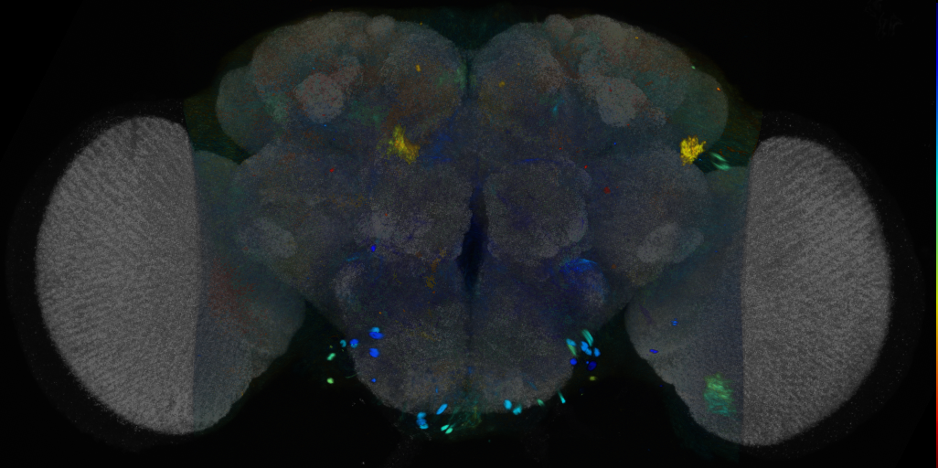 P{VT055424-GAL4} expression pattern