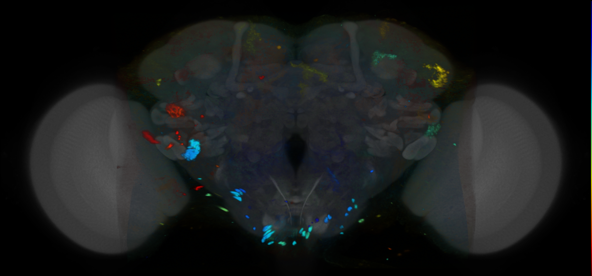 P{VT055424-GAL4} expression pattern