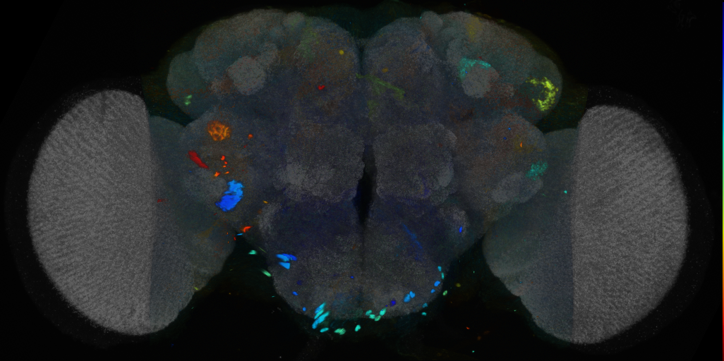 P{VT055424-GAL4} expression pattern