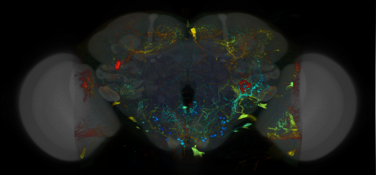 P{VT055600-GAL4} expression pattern